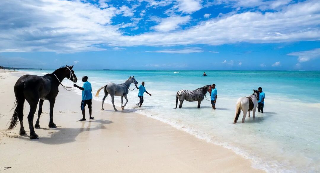 zanzibar horse safaris z the perfect place for a