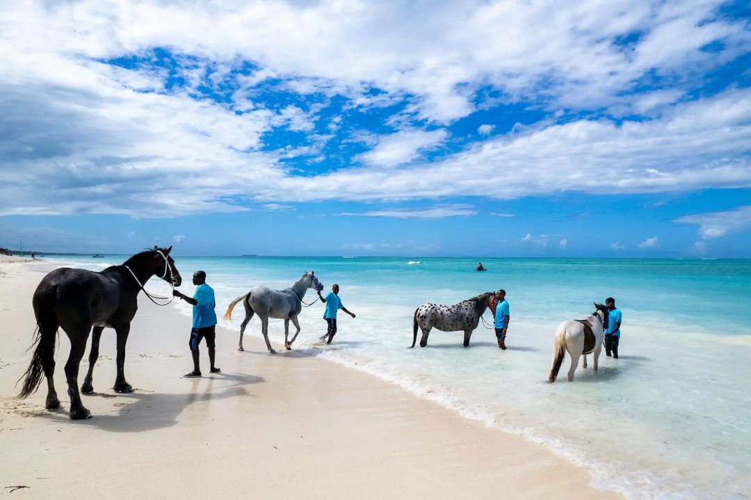 zanzibar horse safaris z the perfect place for a