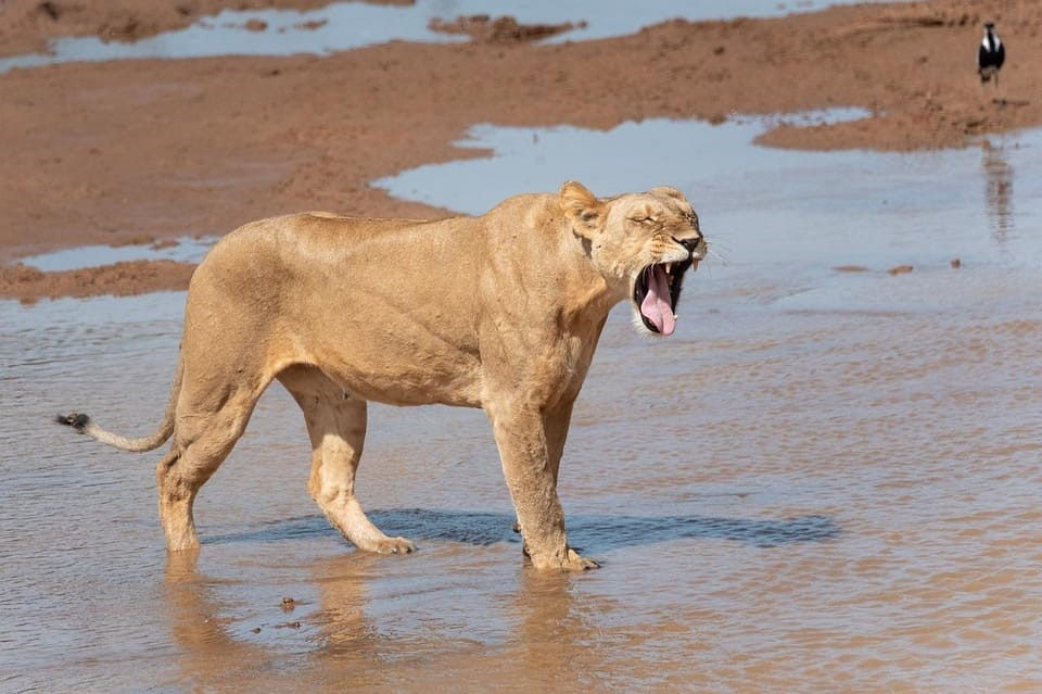 Ngorongoro Conservation Area