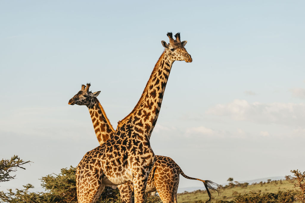 Mikumi National Park