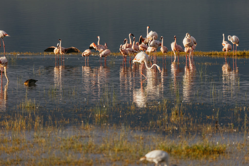 Nyerere National Park